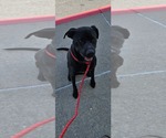 Small Labrador Retriever Mix