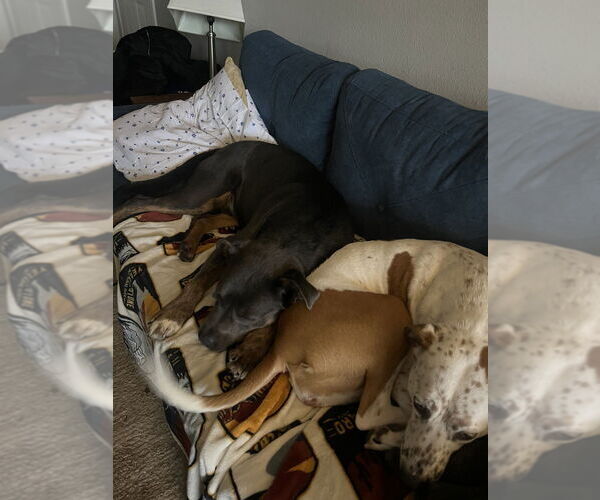 Medium Photo #9 American Staffordshire Terrier-Labrador Retriever Mix Puppy For Sale in Brewster, NY, USA