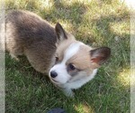 Puppy 2 Pembroke Welsh Corgi