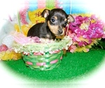 Small Photo #6 American Rat Pinscher Puppy For Sale in HAMMOND, IN, USA