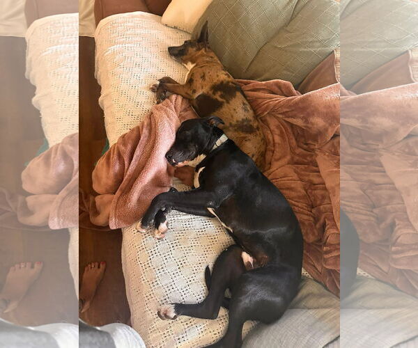 Medium Photo #4 American Staffordshire Terrier-Staffordshire Bull Terrier Mix Puppy For Sale in Oakhurst, NJ, USA