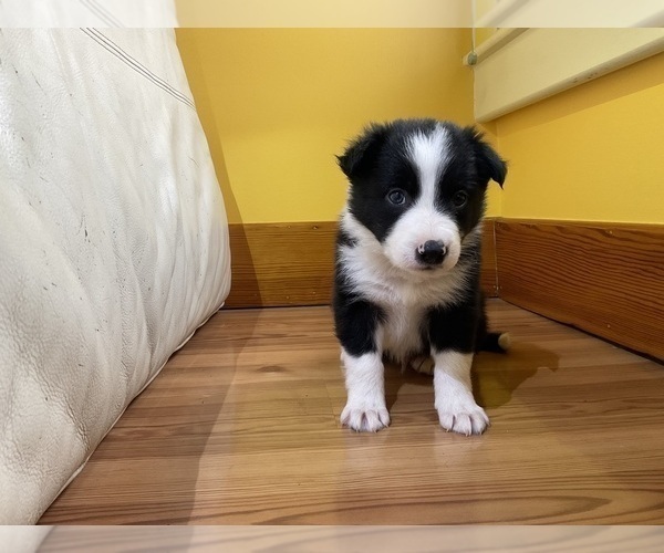 Medium Photo #2 Border Collie Puppy For Sale in KANSAS CITY, MO, USA