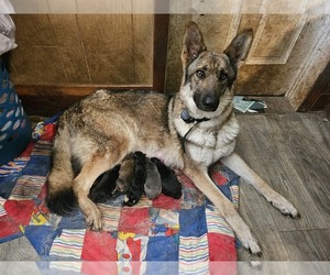 Mother of the German Shepherd Dog puppies born on 06/21/2025