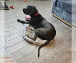 Small #2 Great Dane