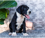 Small #2 Great Dane