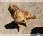 Small Photo #1 Golden Retriever Puppy For Sale in COLORADO SPRINGS, CO, USA