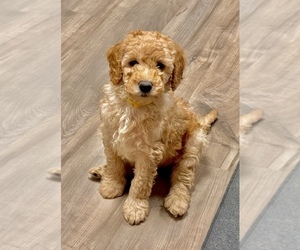 Goldendoodle (Miniature) Puppy for sale in SODDY DAISY, TN, USA