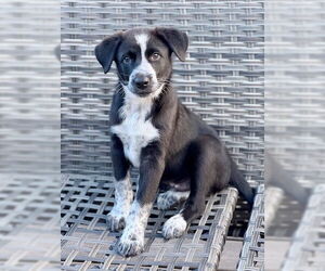 Medium Australian Shepherd Mix