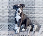 Small Australian Shepherd Mix