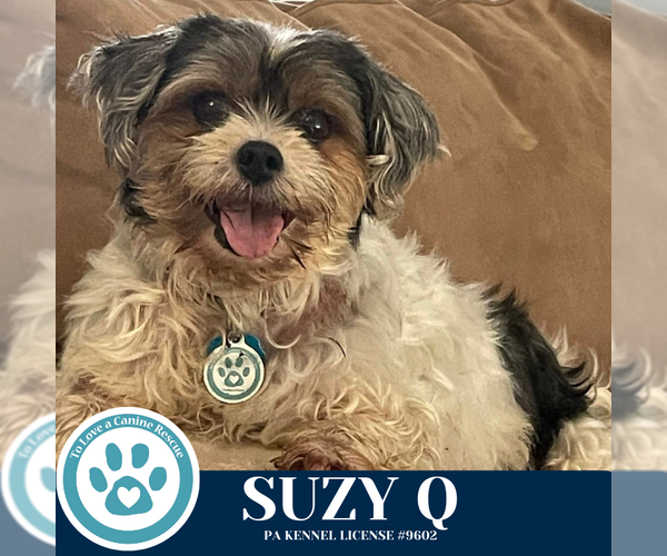 Medium Photo #4 Shih Tzu-Unknown Mix Puppy For Sale in Kimberton, PA, USA