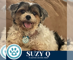Small #3 Shih Tzu Mix