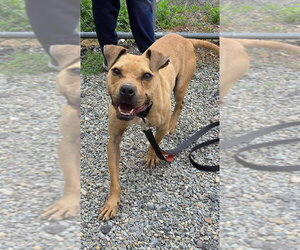 American Staffordshire Terrier Dogs for adoption in Sayreville, NJ, NJ, USA