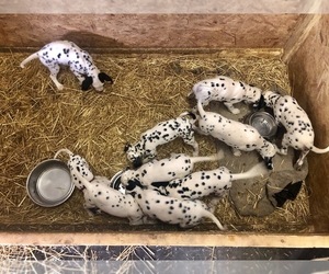 Dalmatian Puppy for sale in GEORGETOWN, KY, USA