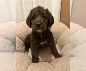 Labradoodle Puppy for Sale in BEAVERDALE, Iowa USA