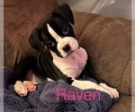 Puppy Raven Boxer