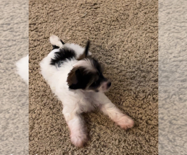 Medium Photo #3 Chinese Crested Puppy For Sale in ALVORD, TX, USA