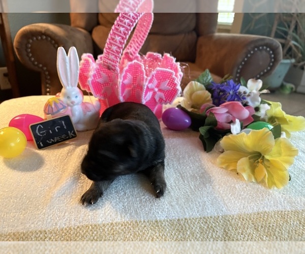 Medium Photo #5 German Shepherd Dog Puppy For Sale in SEAGROVE, NC, USA