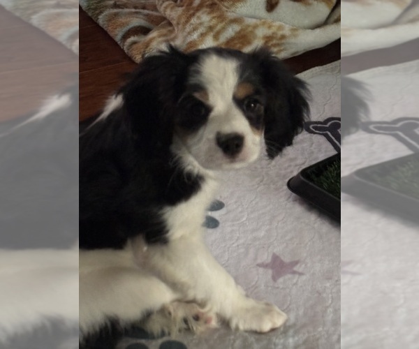 Medium Photo #1 Cavachon Puppy For Sale in OLYMPIA, WA, USA