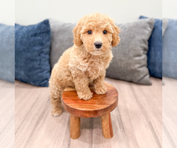 Medium Photo #2 Miniature Labradoodle Puppy For Sale in MILLERSBURG, OH, USA