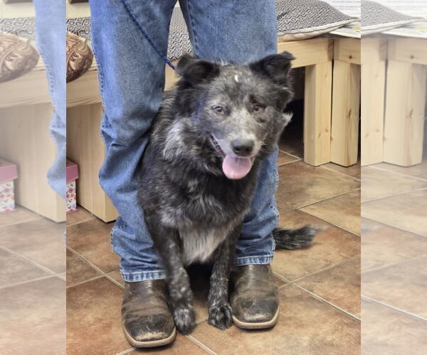 Medium Photo #1 Australian Shepherd-Unknown Mix Puppy For Sale in Amarillo, TX, USA