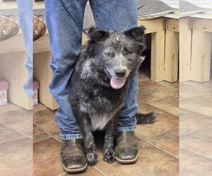 Australian Shepherd-Unknown Mix Dogs for adoption in Amarillo, TX, USA