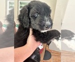 Small #3 Aussiedoodle