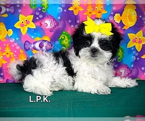 Mal-Shi Puppy for sale in WINNSBORO, LA, USA