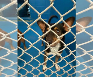 Chihuahua-Unknown Mix Dogs for adoption in Calgary, Alberta, Canada