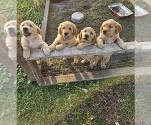 Golden Retriever Puppy for sale in LAKE CITY, MN, USA