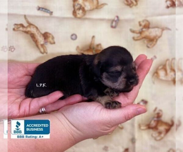 Medium Photo #3 Schnauzer (Miniature) Puppy For Sale in WINNSBORO, LA, USA