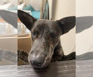 German Shepherd Dog-Unknown Mix Dogs for adoption in Sugar Land, TX, USA