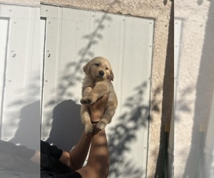 Golden Retriever Puppy for sale in LOS ANGELES, CA, USA