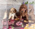 Small #2 Goldendoodle mix (+ Poodle Miniature)