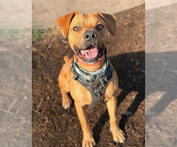 Medium Photo #3 Boxer-Unknown Mix Puppy For Sale in Sacramento, CA, USA