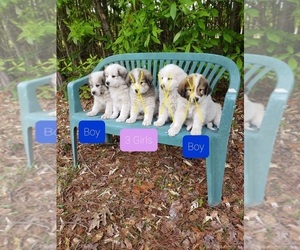 Australian Shepherd-Great Pyrenees Mix Puppy for Sale in GATESVILLE, North Carolina USA
