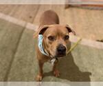 Small American Pit Bull Terrier Mix