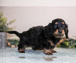 Small #1 Dachshund