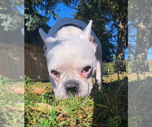 Gavin - Male French Bulldog Dog for Adoption - Photo #3
