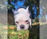 Small Photo #3 French Bulldog Puppy For Sale in Brights Grove, Ontario, Canada