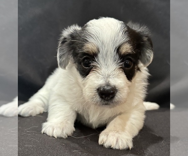 Medium Photo #10 Pembroke Welsh Corgi-Poodle (Miniature) Mix Puppy For Sale in LONGMONT, CO, USA