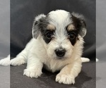 Small #9 Pembroke Welsh Corgi-Poodle (Miniature) Mix