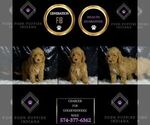Small #5 Goldendoodle (Miniature)