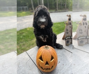 Bernedoodle Puppy for Sale in HARRISON, Michigan USA
