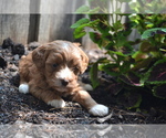 Small #2 Cavapoo-Poodle (Toy) Mix