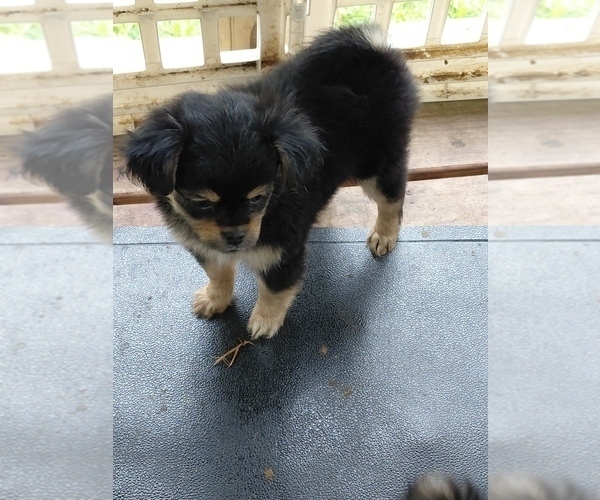 Medium Photo #4 Yoranian Puppy For Sale in MORROW, OH, USA
