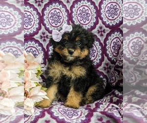 Pom-A-Poo Puppy for sale in OXFORD, PA, USA