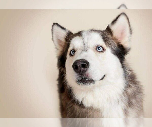 Medium Photo #2 Siberian Husky-Unknown Mix Puppy For Sale in Oak Bluffs, MA, USA