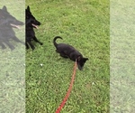 Puppy Red German Shepherd Dog