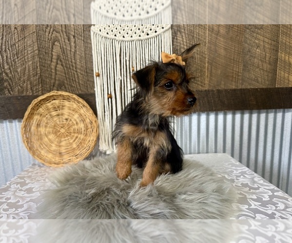 Medium Photo #4 Yorkshire Terrier Puppy For Sale in NAPPANEE, IN, USA
