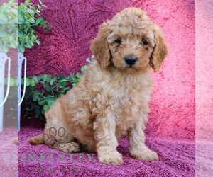 Goldendoodle (Miniature) Puppy for sale in EPHRATA, PA, USA